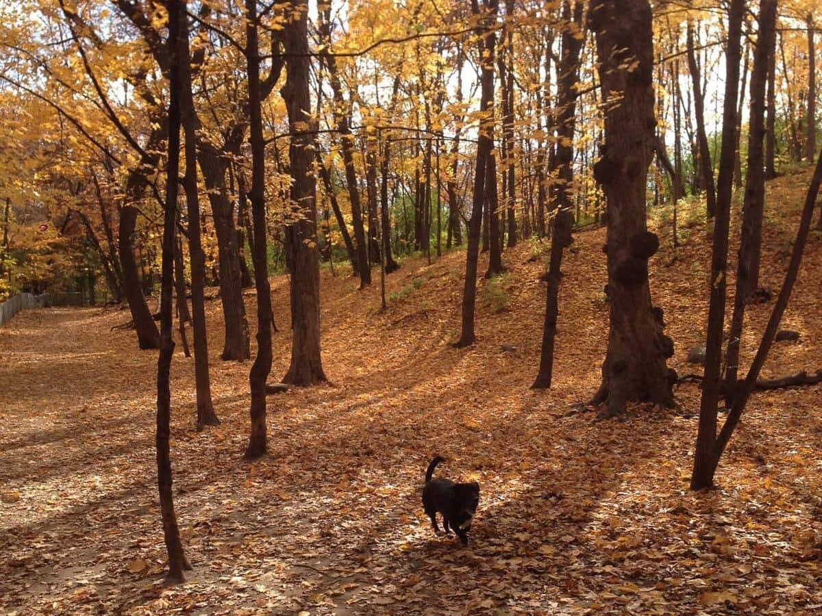 A black dog walks through a sunlit forest in autumn, surrounded by tall trees and a ground covered in golden fallen leaves.