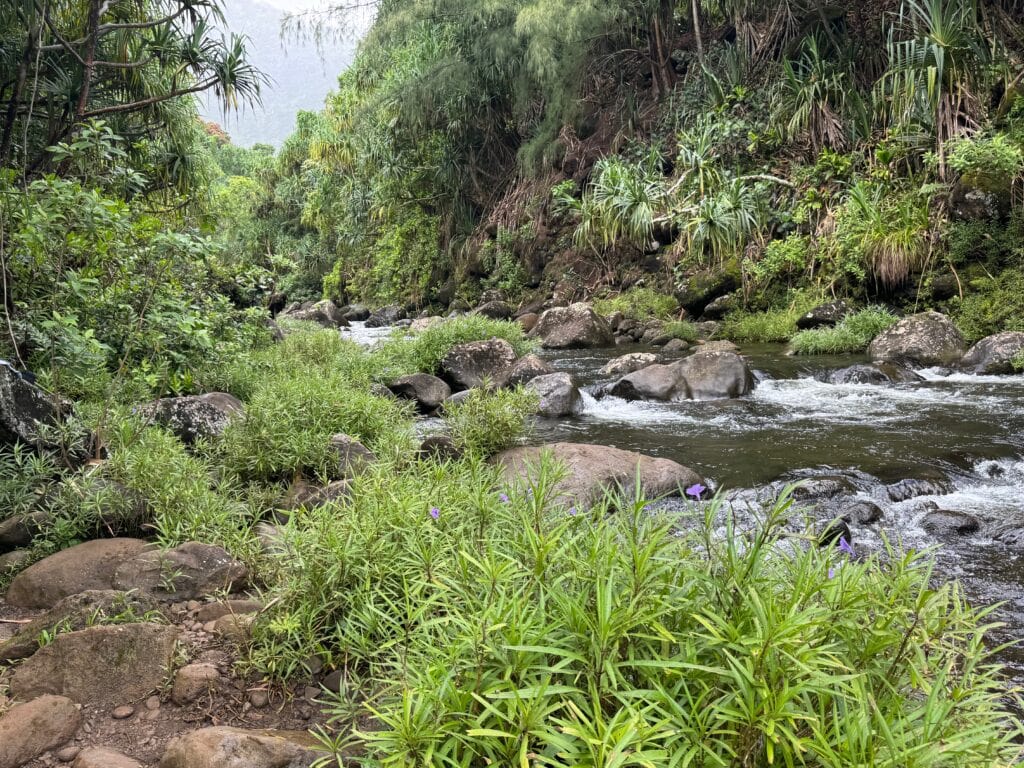 A rocky stream flows through a lush, green forest with dense vegetation on both sides, reminiscent of the picturesque scenery along the Hanakapiai Falls Hike. The water is clear, and small purple flowers bloom among the grass near the stream’s edge.
