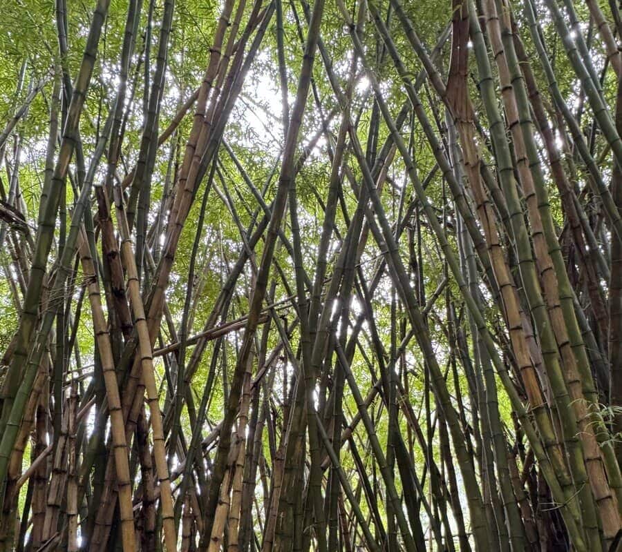 Tall, dense bamboo stalks crisscross and reach upward, forming a natural canopy reminiscent of the lush scenery along the Hanakapiai Falls Hike. Sunlight filters through the leaves, casting patterns of light and shadow on the bamboo forest floor below.